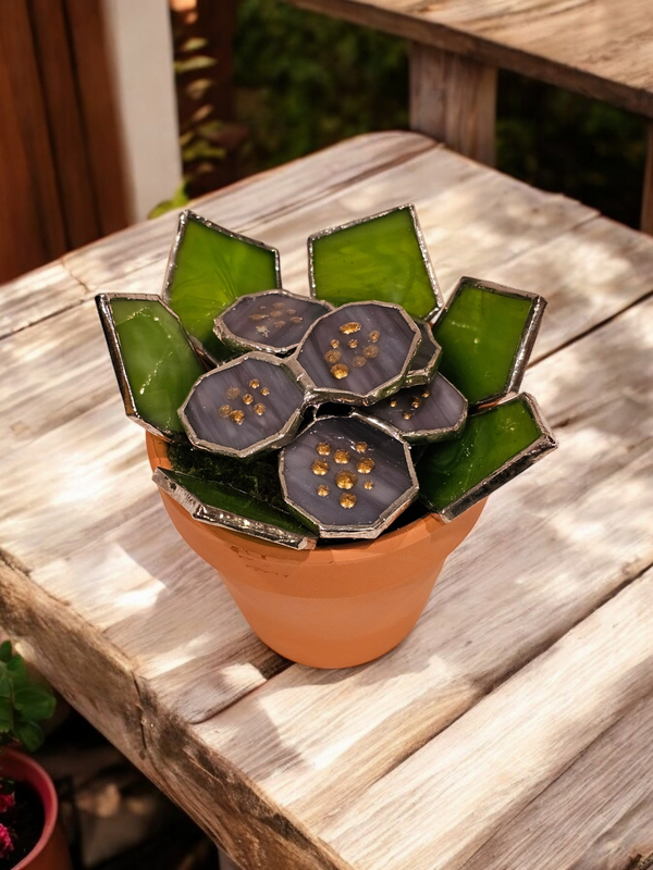 African Violet