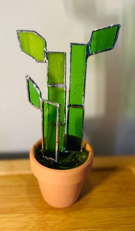 Lucky Bamboo