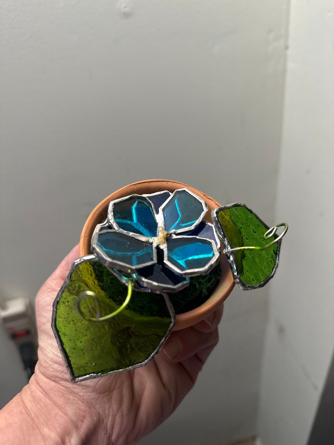 Morning Glory