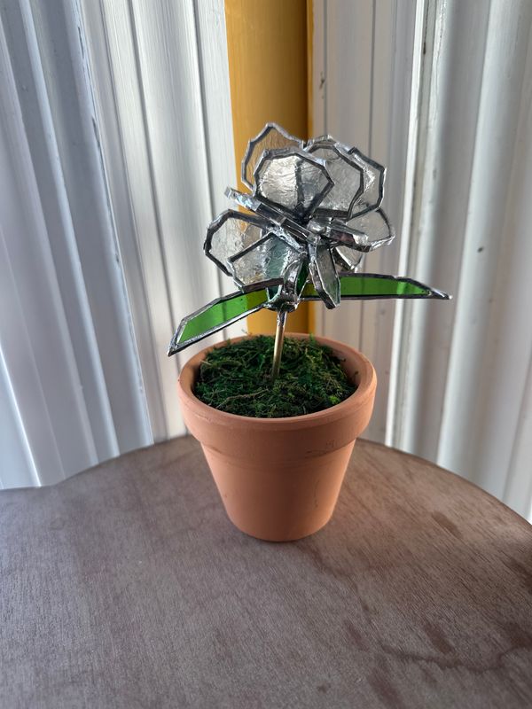 Carnation