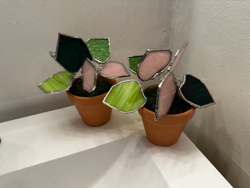 Pink Pothos Plant