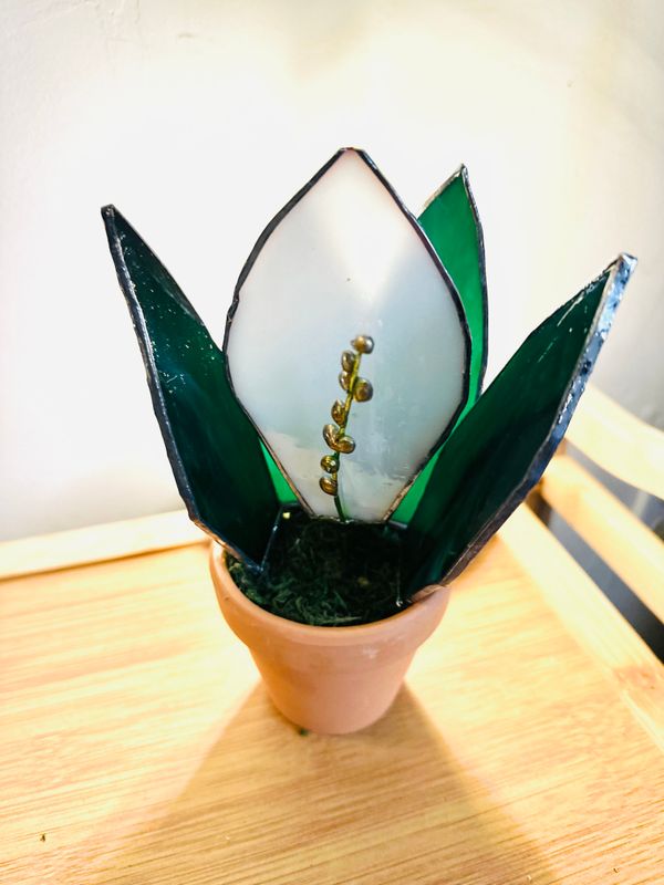 Peace Lily