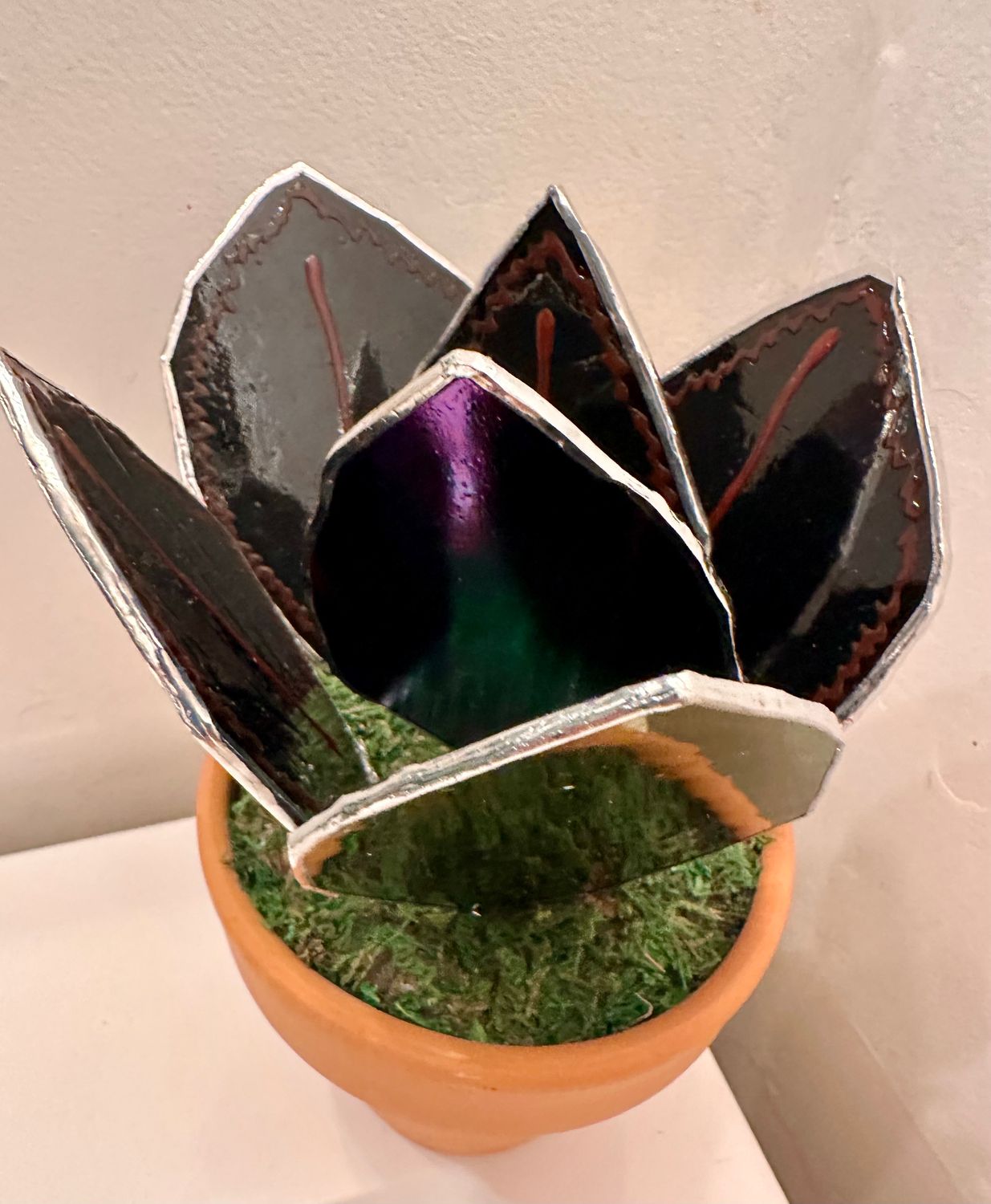 Prayer Plant (Calathea Roseopicta)