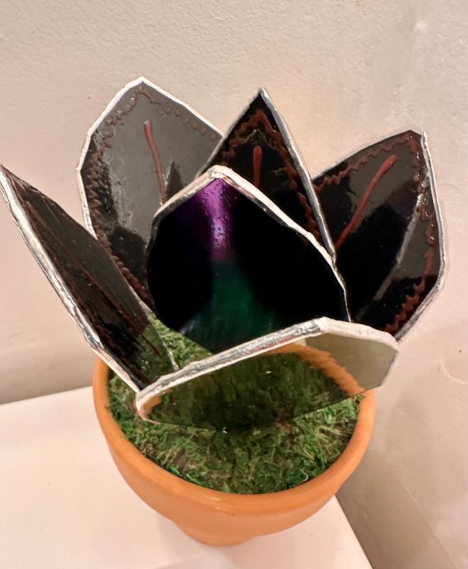 Prayer Plant (Calathea Roseopicta)