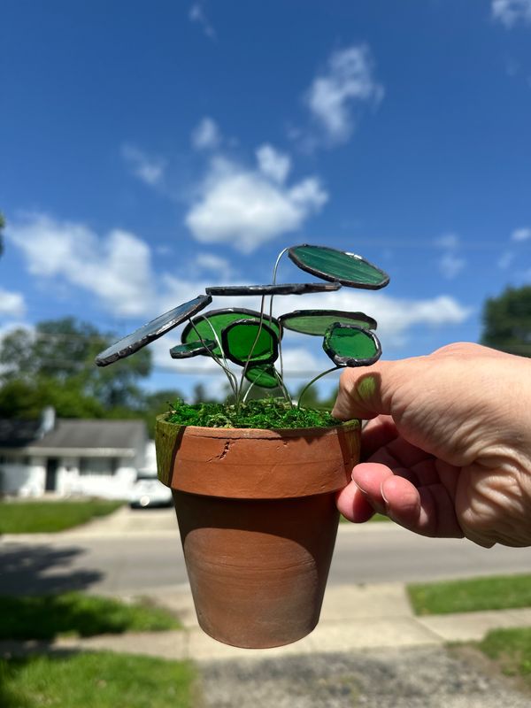 Chinese Money Plant