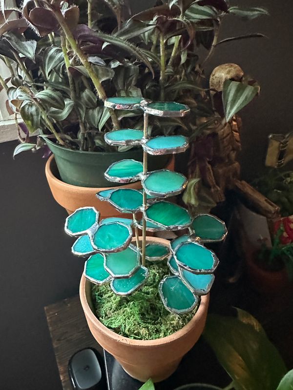 Blue Eucalyptus
