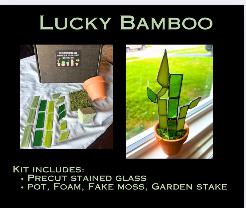 DIY Lucky Bamboo Plant