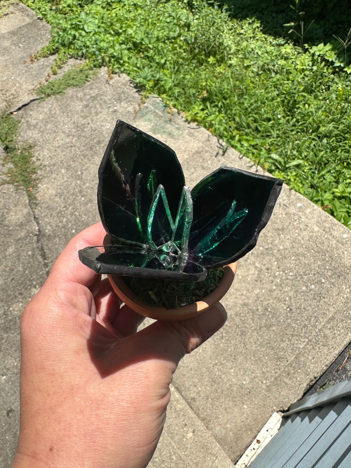 Prayer Plant (Calathea Roseopicta)