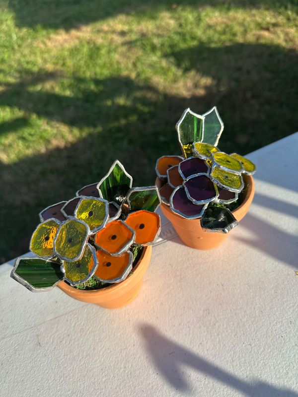 Chrysanthemum Chrysanthemum