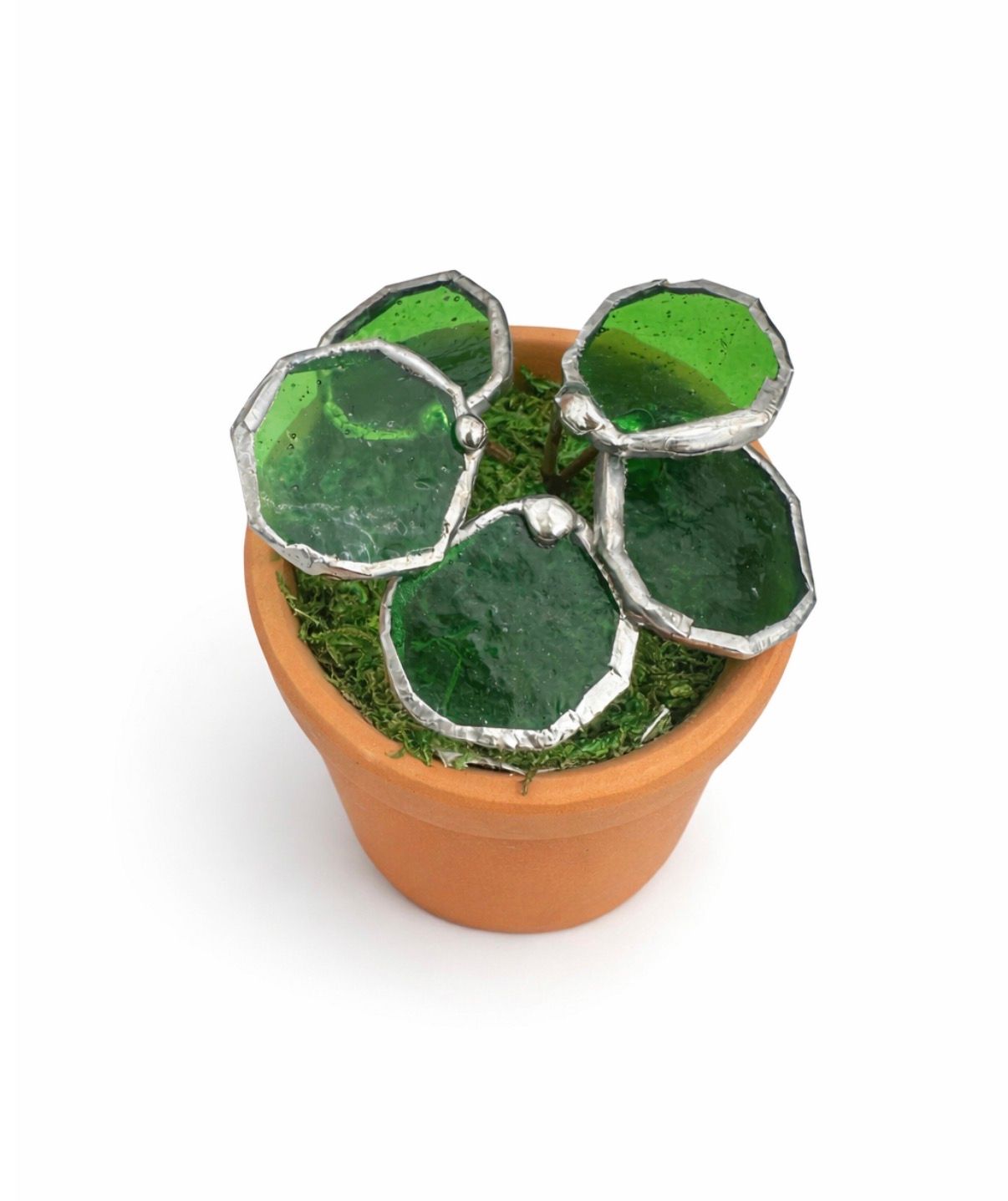 Chinese Money Plant
