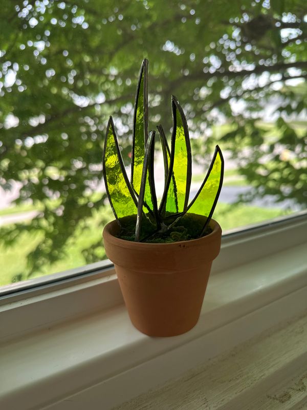 Aloe Aloe
