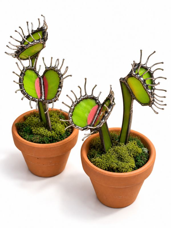 Venus Fly Trap Venus Fly Trap