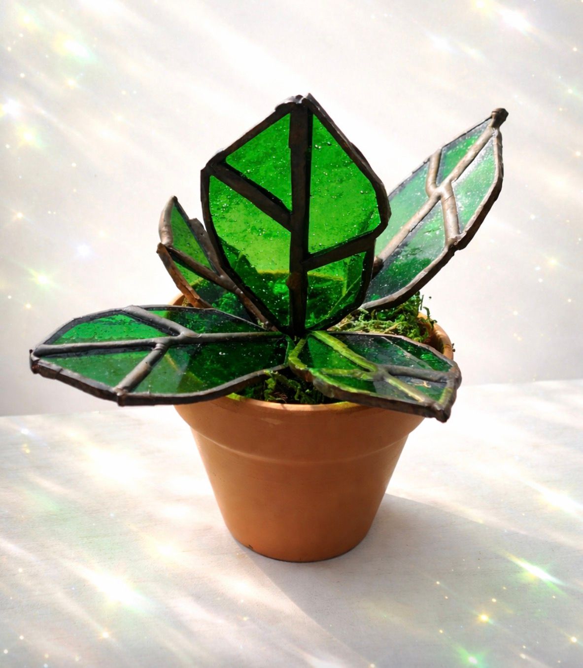 Philodendron House Plant