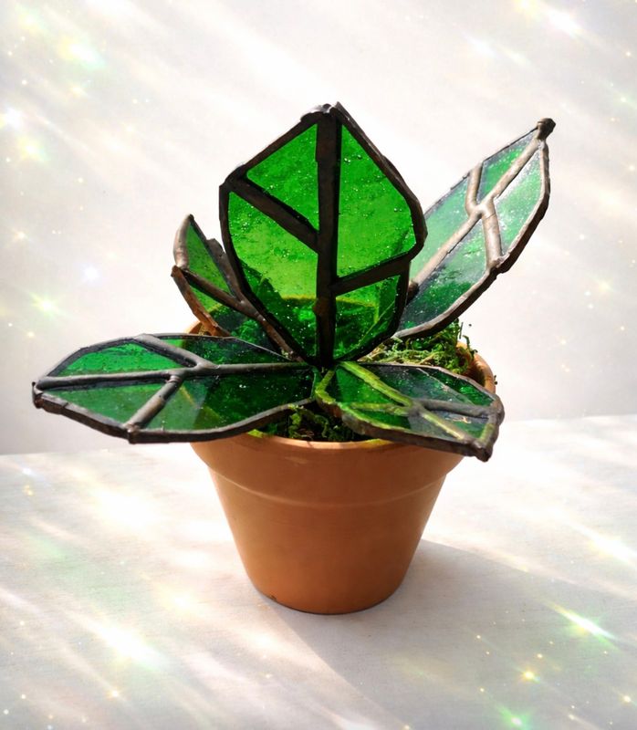 Philodendron House Plant