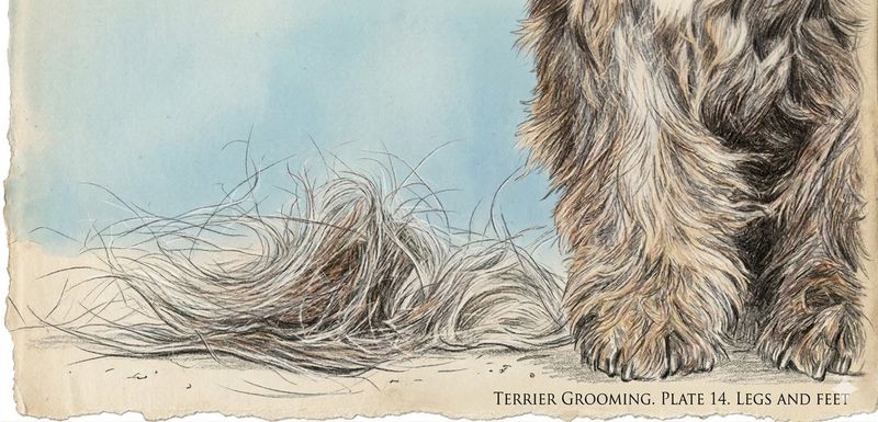 Cairn Pet Grooming Seminar