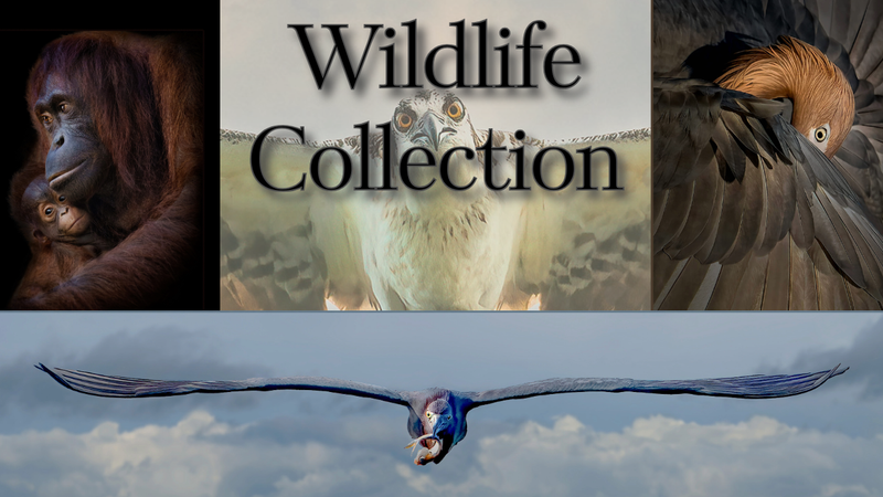 Wildlife Collection