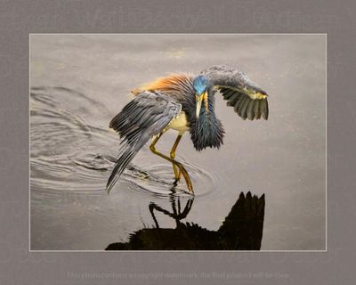 Dancing Through the Waters™ -Wildlife Collection