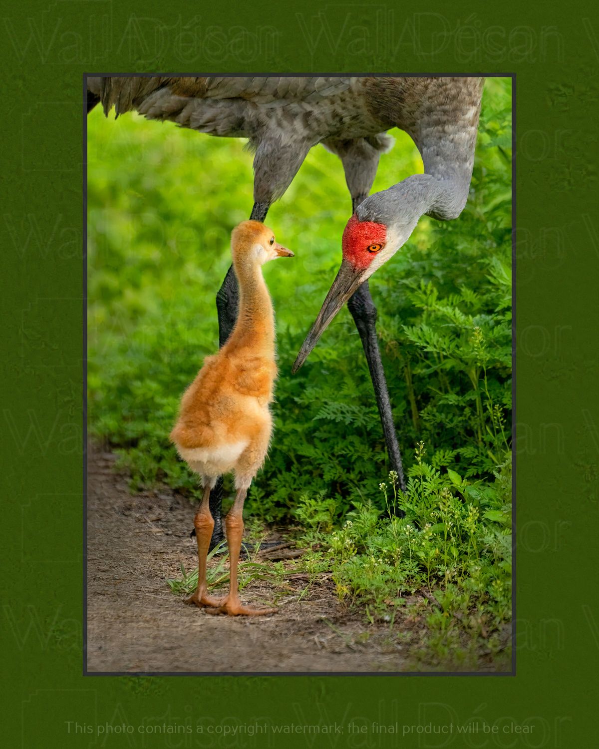 Eye To Eye™ -Wildlife Collection
