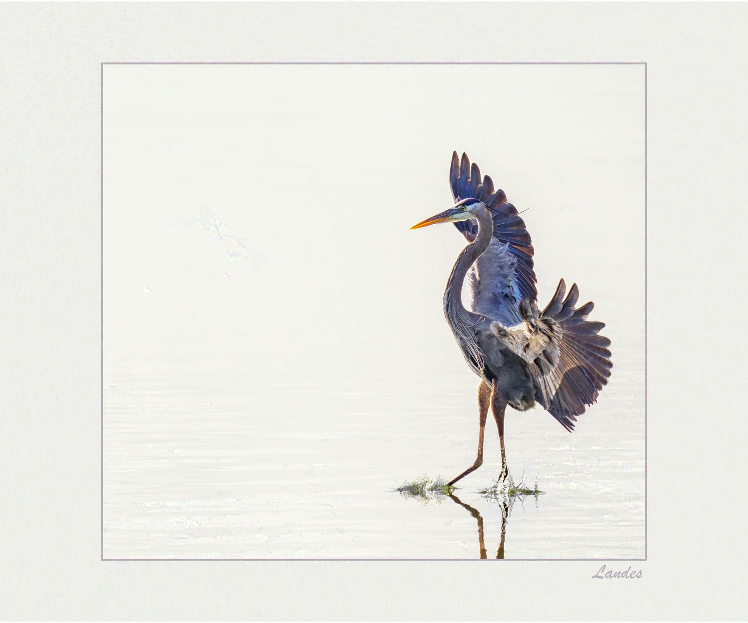 Tread Carefully™-Wildlife Collection