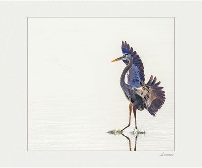 Tread Carefully™-Wildlife Collection