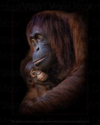 Mommas&#39; Little Miracle™-Wildlife Collection