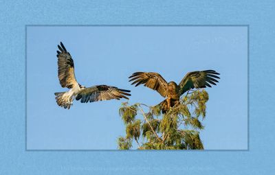 Eviction Notice™ -Wildlife Collection
