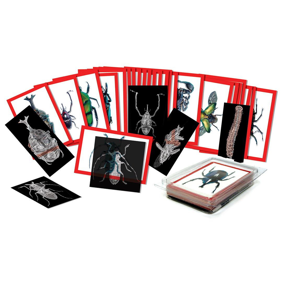 INSECT X-RAYS AND PICTURE CARDS SET