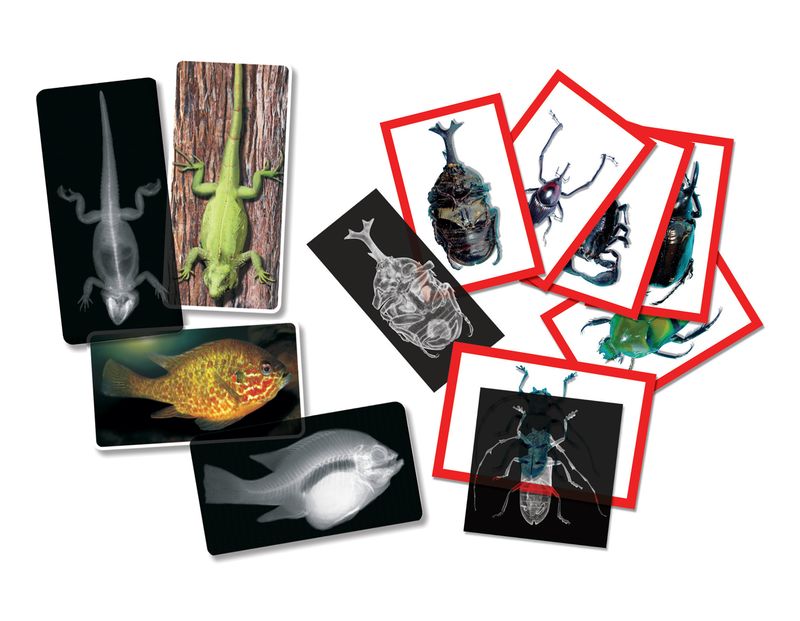 ANIMAL AND INSECT X-RAYS