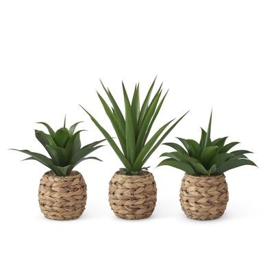 Tropical Succulent in WovenRround Pots w. Faux Rocks