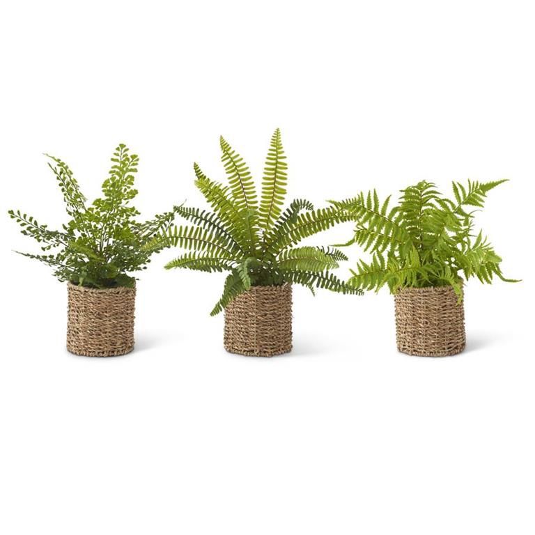 Ferns in Woven Basket