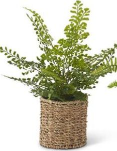 Ferns in Round Woven Basket, Colour: Aspen