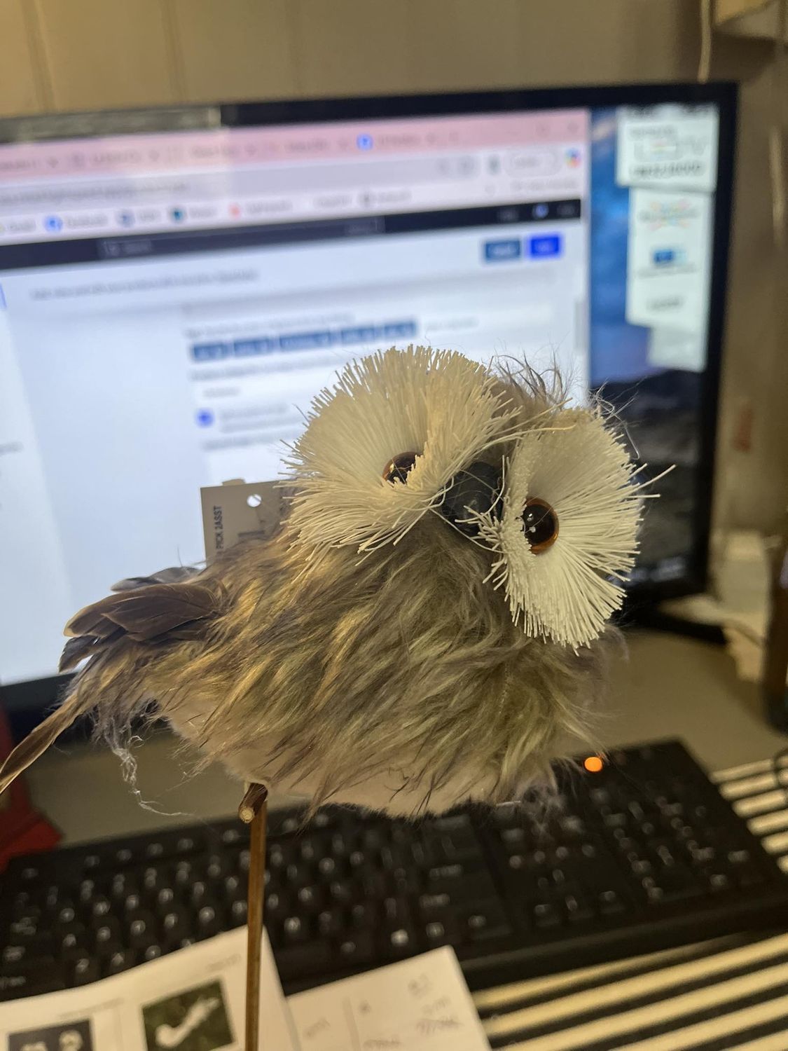 13.5&quot; Owl on Pick, Colour: Gray