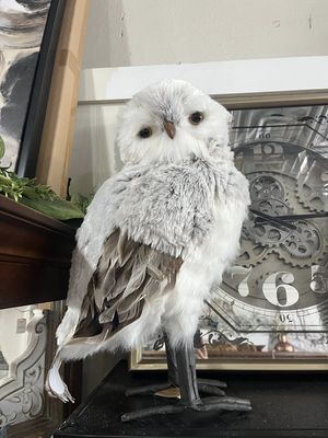 19.75&quot; Realistic Gray &amp; White Owl