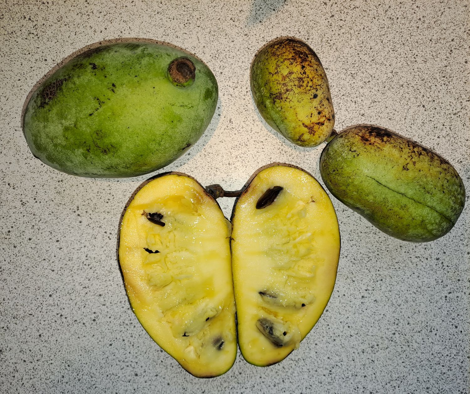 pawpaw zaailing van cultivars