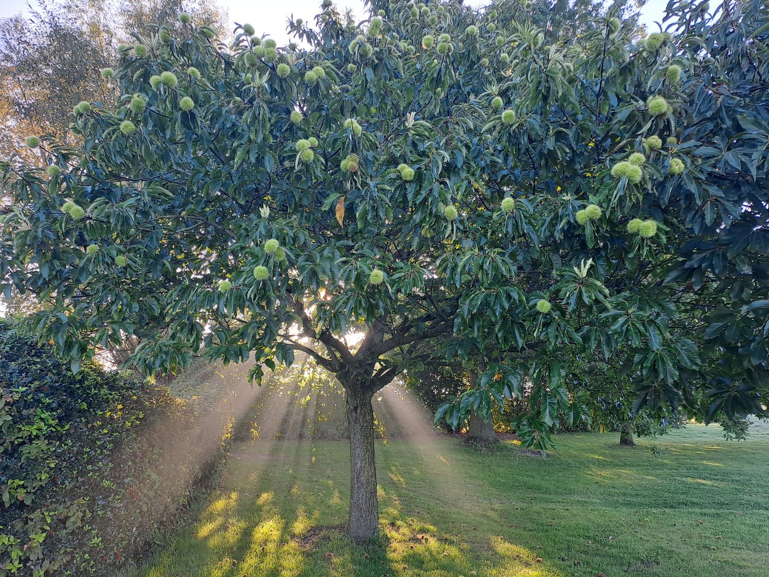 zaailing Europese kastanje (sativa) zaailing Europese kastanje (sativa)