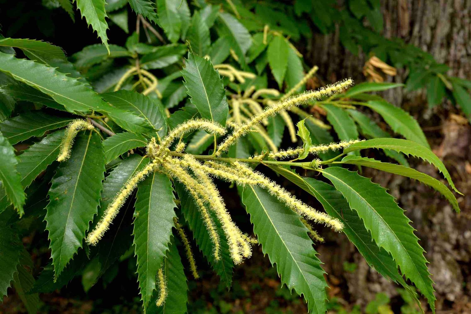 zaailing Marsol (hybride sativa x crenata)