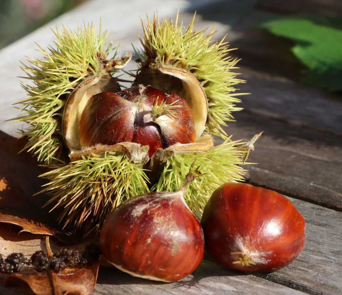 Marron de Lyon (sativa)