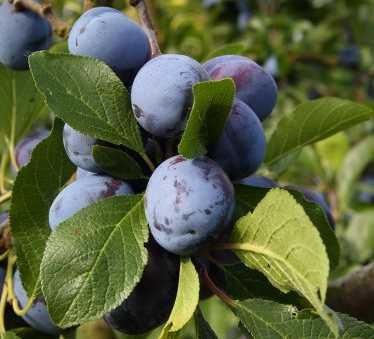 Bleu de Belgique