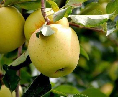 Golden Delicious