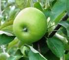 Granny Smith
