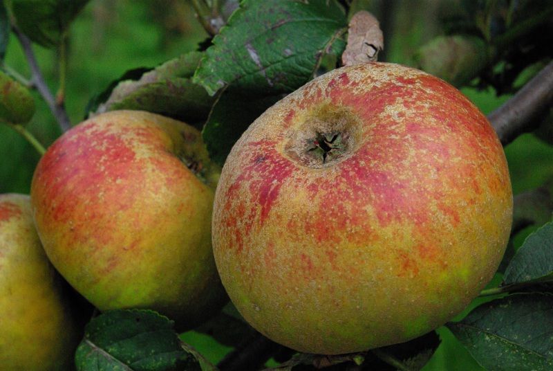 Reinette de France