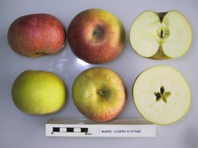 Ijzerappel