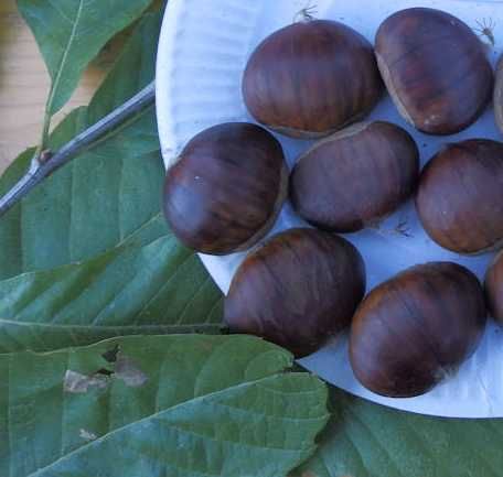 Belle Epine (sativa)