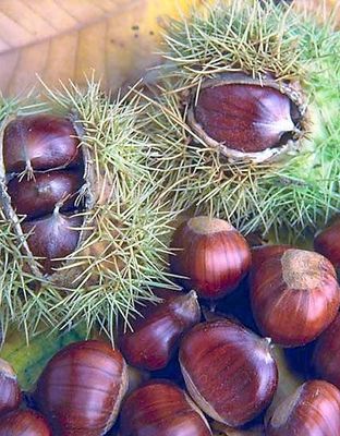 Hongaarse cultivars (sativa)