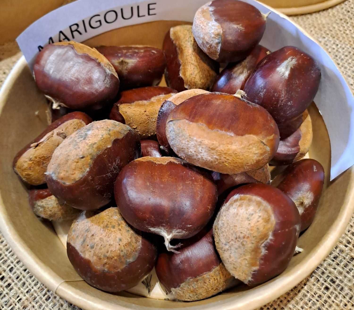 Marigoule (sativa x crenata)