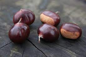 Ferrossacre (sativa x crenata)