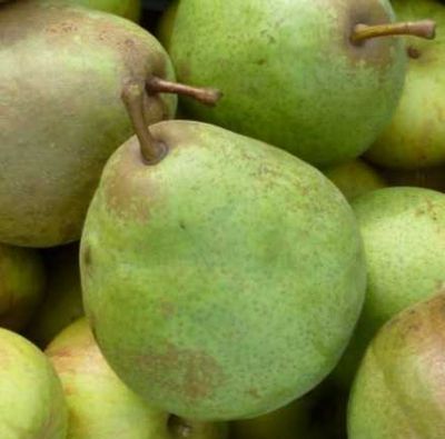 Saint Remy Saint Remy