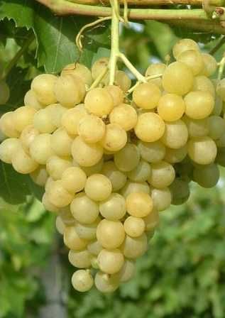 Palatina Vitis vinifera druif wit Palatina tafeldruif