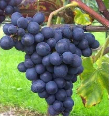 (koninklijke) Esther Vitis vinifera druif Royal Esther