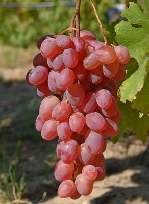 Katharina Vitis vinifera druif Katharina